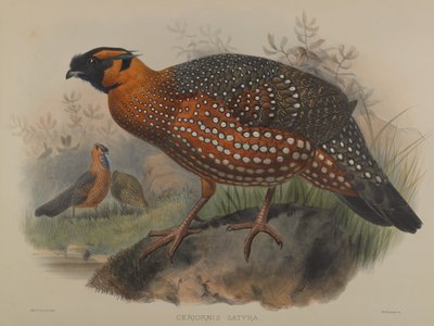 Ceriornis Satyra - John Gould